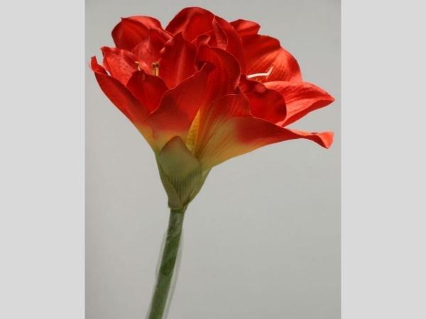 Amaryllis L60cm rot L60cm