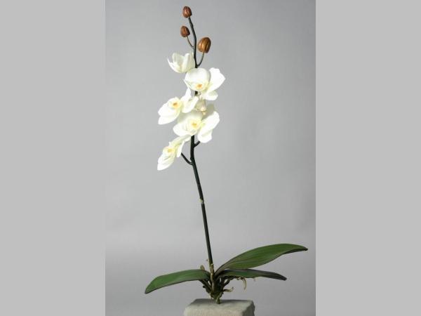 Phalenopsis Pflanze 1fach L58cm