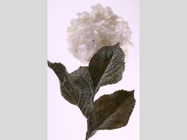 Hortensie Eis/Schnee L70cm L70cm