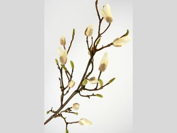 Magnolie Zweig Knospen L116cm L116cm