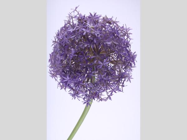 Allium Kunststoff   D19 L80cm