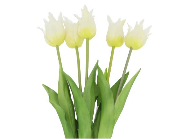 Bündel x5 Tulpe Spitzblüte Rubber   D3,5 H5,5 L45cm