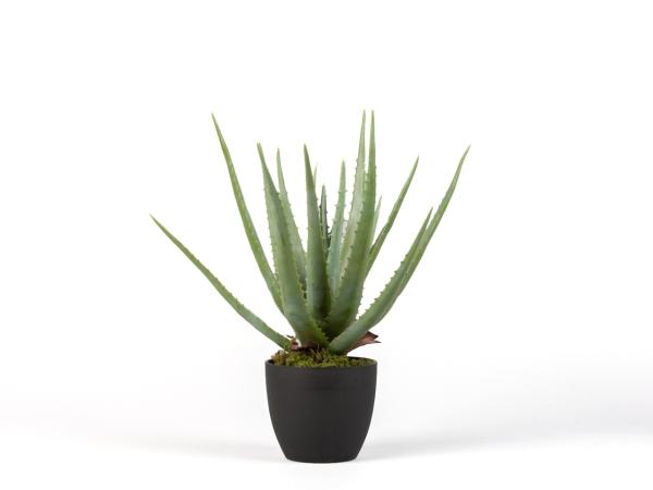 Pflanze Aloe Deko i Topf Topf D14 D27 H47cm