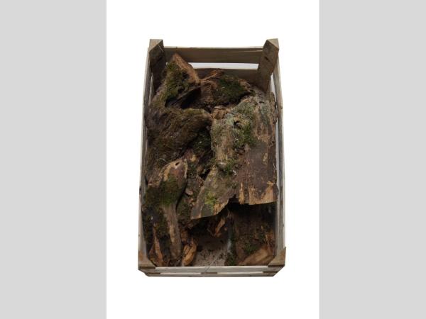 Akazienholzstücke in Holzbox   L10-20 B7-15cm