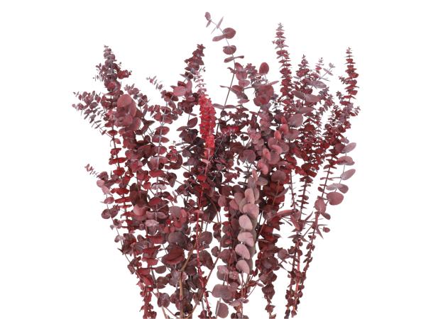 Eucalyptus-Mix präpariert 300gr rot dunkel (Baby Blue / Silverdollar) L80cm