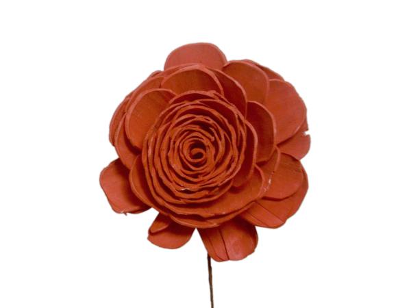 Rose Solablüte beauty 9cm rot D9cm