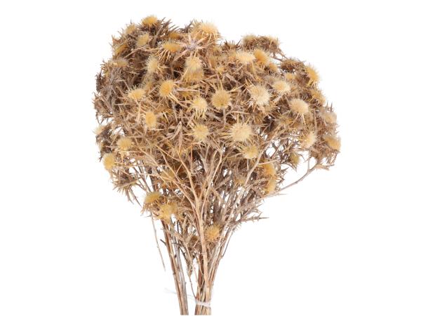 Gelbdistel natur 150gr/Bt L40cm