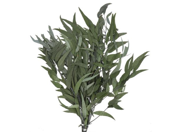 Eucalyptus Pendula präpariert 180gr/Bd L50-80cm